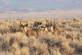 Small Herd of Mule Deer at Great Basin National Park in Baker Nevada