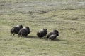 A small herd of musk oxen running around on the tundra. Royalty Free Stock Photo