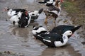 A small herd of musky ducks