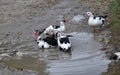 A small herd of musky ducks