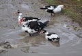 A small herd of musky ducks