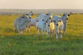 Small herd of Nelore cattle in the late afternoon, cows and calves