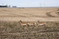 Small herd Pronghorn Antelope Saskatchewan