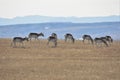 Herd of Pronghorn Antelope grazing on a ridge with mountains in the background