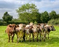 A small herd of rare breed Shorthorn cattle Royalty Free Stock Photo