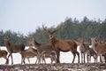 Small Herd Of Reindeer Red Deer On The Move And One Adult Buck With Large Antlers Standing Still And Looking At You. Adult Red D