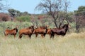 Sable antelopes in natural habitat Royalty Free Stock Photo