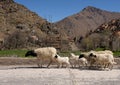 Small herd of sheep and a Berber village in the High Atlas Mountains of Morocco. Royalty Free Stock Photo