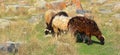 The small herd of sheep graze among the medieval khachkars Royalty Free Stock Photo