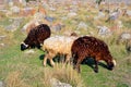 The small herd of sheep graze among the medieval khachkars