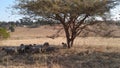 A herd of sheep grazing on dull grass in the shade of a large tree on a winter`s day
