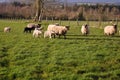 Small herd of sheep and lambs Royalty Free Stock Photo