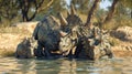 A small herd of Triceratops can be seen huddled together using their large frills to cool off in the shallow water