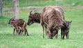 Two Soay ewes with three lambs Royalty Free Stock Photo