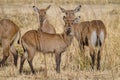 Small herd of water buck antelopes hiding in between tall dry grass in Pendjari NP, Benin Royalty Free Stock Photo