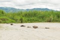 A small herd of water buffalo, Bubalus bubalis, crossing a flooded canal in Inle Lake, Myanmar Royalty Free Stock Photo
