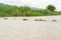 A small herd of water buffalo, Bubalus bubalis, crossing a flooded canal in Inle Lake, Myanmar Royalty Free Stock Photo