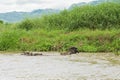 A small herd of water buffalo, Bubalus bubalis, crossing a flooded canal in Inle Lake, Myanmar Royalty Free Stock Photo