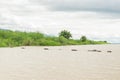 A small herd of water buffalo, Bubalus bubalis, crossing a flooded canal in Inle Lake, Myanmar Royalty Free Stock Photo