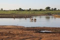 Small herd of wild buffalo resting in water Royalty Free Stock Photo