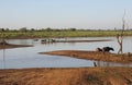 Small herd of wild buffalo resting in water Royalty Free Stock Photo