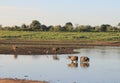 Small herd of wild buffalo resting in water Royalty Free Stock Photo