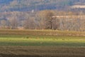 A small herd of wild deerCervus elaphus graze on a green hill Royalty Free Stock Photo