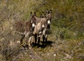 Small Herd of Wild Donkeys in Arizona Royalty Free Stock Photo