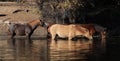 Small herd of wild horses drinking water in the Salt River near Phoenix Arizona USA Royalty Free Stock Photo