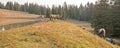 Small herd of wild horses at the grassy edge of a waterhole in the morning in the Pryor Mountains Wild Horse Range in Montana USA Royalty Free Stock Photo