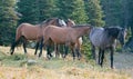 Small herd of wild horses at the grassy edge of a waterhole in the morning in the Pryor Mountains Wild Horse Range in Montana USA Royalty Free Stock Photo