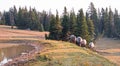 Small herd of wild horses at the grassy edge of a waterhole in the morning in the Pryor Mountains Wild Horse Range in Montana USA Royalty Free Stock Photo