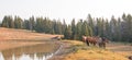 Small herd of wild horses at the grassy edge of a waterhole in the morning in the Pryor Mountains Wild Horse Range in Montana USA Royalty Free Stock Photo