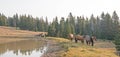 Small herd of wild horses at the grassy edge of a waterhole in the morning in the Pryor Mountains Wild Horse Range in Montana USA Royalty Free Stock Photo