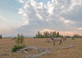 Small herd of wild horses grazing next to deadwood logs at sunset in the Pryor Mountains Wild Horse Range in Montana USA Royalty Free Stock Photo