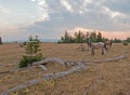 Small herd of wild horses grazing next to deadwood logs at sunset in the Pryor Mountains Wild Horse Range in Montana USA Royalty Free Stock Photo