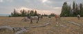 Small herd of wild horses grazing next to deadwood logs at sunset in the Pryor Mountains Wild Horse Range in Montana USA Royalty Free Stock Photo