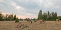 Small herd of wild horses grazing next to deadwood logs at sunset in the Pryor Mountains Wild Horse Range in Montana USA Royalty Free Stock Photo