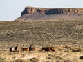 Small Herd of Wild Horses at Pilot Butte Royalty Free Stock Photo