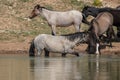 Small herd of wild horses splashing at the waterhole in the Pryor Mountains wild horse range in Montana United States