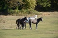 A small herd of wild horses standing together on the field Royalty Free Stock Photo