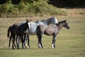 A small herd of wild horses standing together on the field Royalty Free Stock Photo