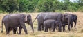 Herd of Indian elephants with young Royalty Free Stock Photo