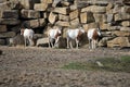 Small herd or wild oryx Royalty Free Stock Photo