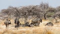 Small herd of wildebeest resting in Etosha National Park in Namibia Royalty Free Stock Photo