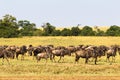 Small herd of wildebeest in savanna. Masai Mara, Kenya