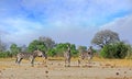 Small herd of zebra standing on the African savannah with a nice pale cloudy sky