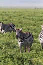 Small herd of zebras in NgoroNgoro crater. Tanzania, Eastest Africa