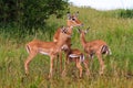 Small herds of impalas. Tarangire.