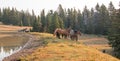 Small herds of wild horses at the grassy edge of a waterhole in the morning in the Pryor Mountains Wild Horse Range in Montana USA Royalty Free Stock Photo